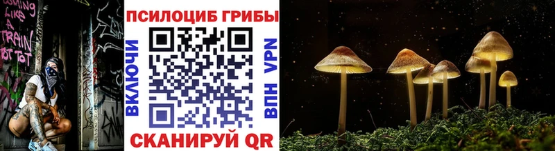 Псилоцибиновые грибы Psilocybe  Алзамай 